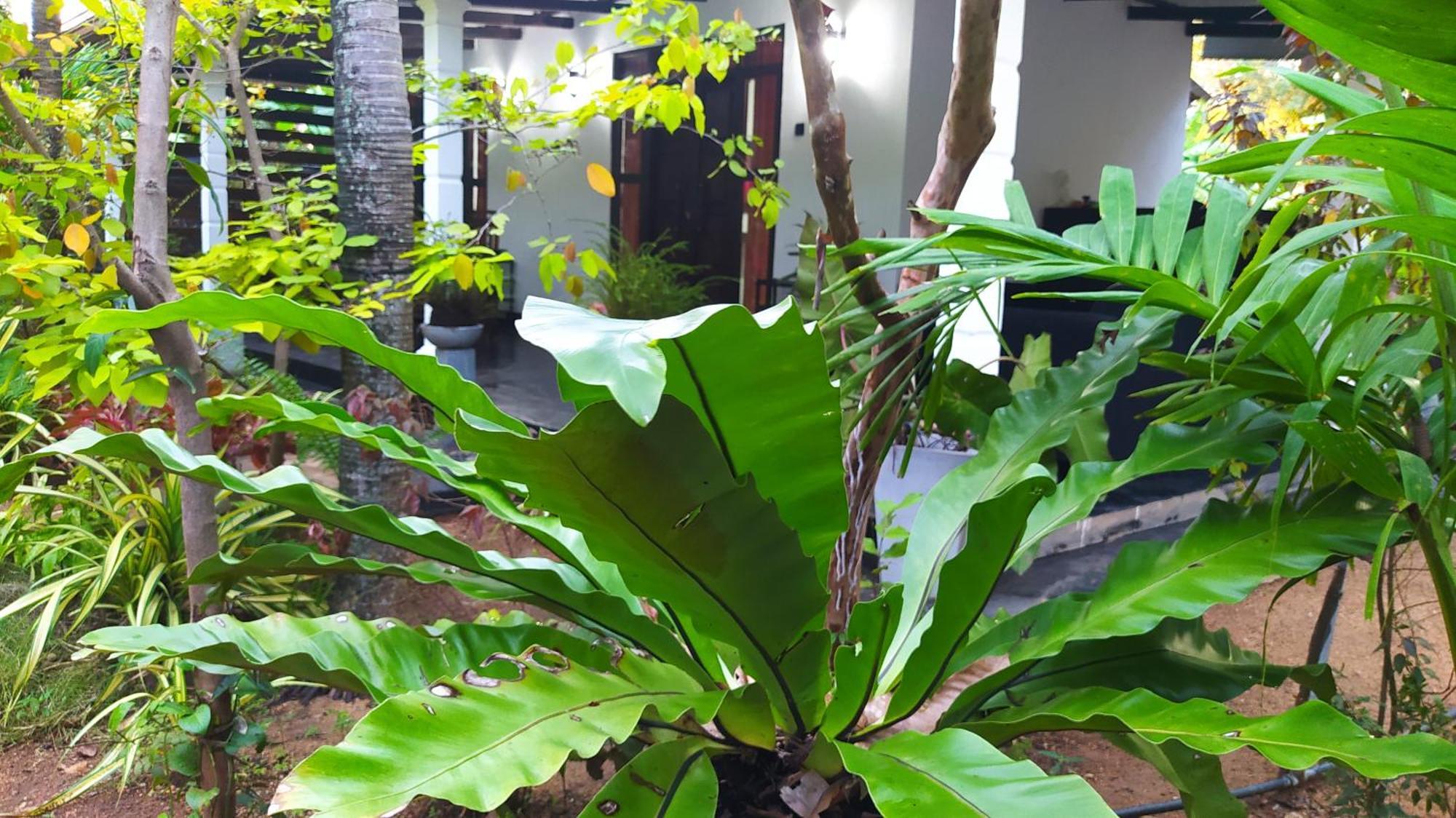 Yashi'S Place シギリヤ エクステリア 写真